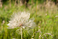 View Dandelion