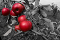 View Apples