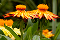 View Flowers