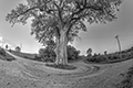 View Corner Section Tree