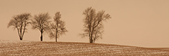 View Trees