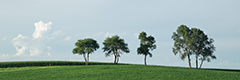 View Trees